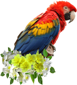 Parrots - Parrot Face PNG image with transparent background