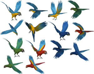 Parrots Png PNG image with transparent background