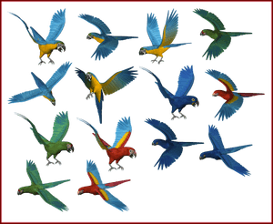 Shocking People Silouette Image - Parrots PNG image with transparent background