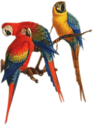 Bd-69 - Parrots On Branch Png PNG image with transparent background