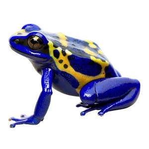 Colorful Poison Dart Frog Png Hnn46 PNG Image