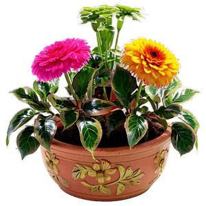 Colorful Potted Flowers PNG 06122024 PNG