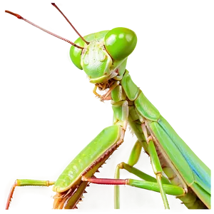 Colorful Praying Mantis Png Hob71 PNG Image