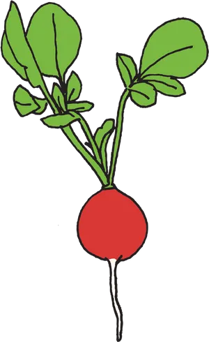 Colorful Radish Illustration PNG Image