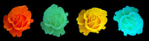 Colorful Roses Black Background PNG image with transparent background