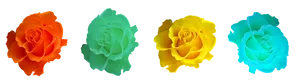 Colorful Roses Black Background PNG Image