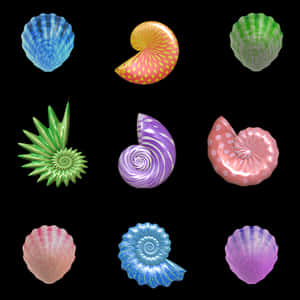 Colorful Sea Shells Collection PNG image with transparent background