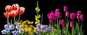 Colorful Spring Flowers Arrangement PNG image with transparent background