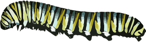 Caterpillar, Monarch Butterfly, Danaus Plexippus - Caterpillar With Transparent Background, HD Png Download PNG image with transparent background