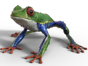 Colorful Tree Frog Black Background PNG Image