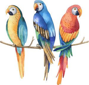 Parrot - Parrots In Jungle Drawings PNG image with transparent background