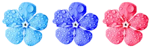 Colorful Trioof Water Droplet Flowers PNG Image