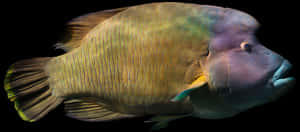 Colorful Tropical Fish Black Background.jpg PNG image with transparent background