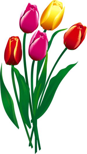 Flower Transprent Png Free Download Plant Petal - Sprenger's Tulip, Transparent Png PNG image with transparent background