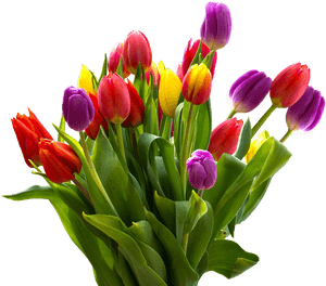 Easter Flower Png Transparent Images - Bunga Tulip Warna Warni, Png Download PNG