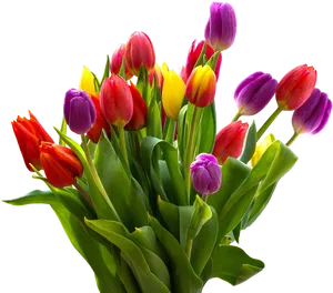 Colorful Tulip Bouquet Transparent Background PNG Image