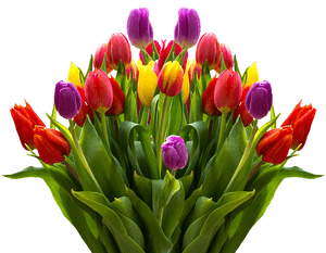 Tulips, Flowers, Spring, Isolated, Colorful, Nature - Tulips Flowers Png, Transparent Png PNG with transparent background