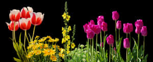 Colorful_ Tulips_and_ Spring_ Flowers_ Against_ Black_ Background.jpg PNG image with transparent background