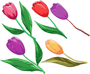 Lady Tulip, HD Png Download PNG image with transparent background