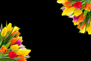 Colorful Tulipson Black Background PNG image with transparent background