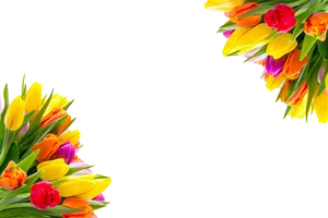 Colorful Tulipson Black Background PNG Image