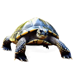 Colorful Turtle Artwork Png 06242024 PNG Image