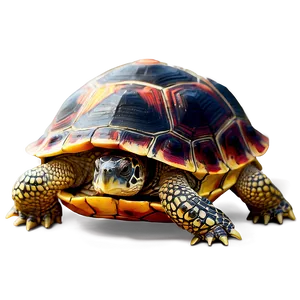 Colorful Turtle Shell Drawing Png Lmd PNG Image