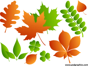 Colorful Vector Leaves Illustration PNG Image