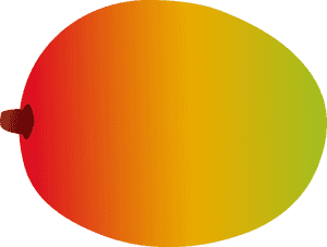 Colorful Vector Mango PNG with transparent background