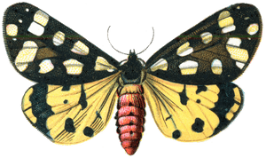 Download Moth Png Image 322 - Back And Yellow Butterfly, Transparent Png PNG