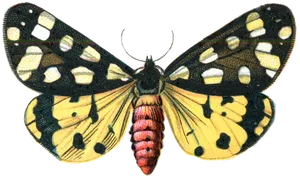 Colorful Vintage Moth Illustration PNG Image