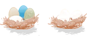 Colorfuland Plain Eggsin Nests PNG Image