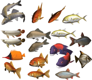 Colour Fish Images Png, Transparent Png PNG image with transparent background