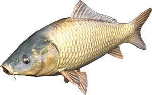 Common Carp Side View PNG Image