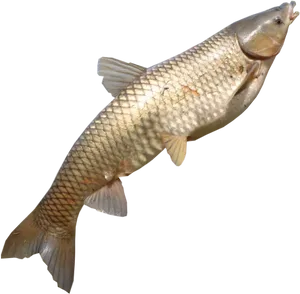 Common Carp Swimming Upward.png PNG Image