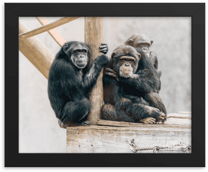 Common Chimpanzee, HD Png Download PNG image with transparent background
