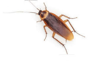 Common Cockroach Isolated PNG