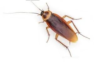 Common Cockroach Isolated PNG Image