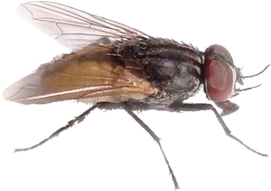 Common Housefly Profile PNG Image