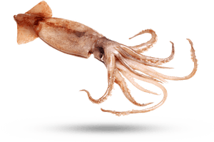 Squid - Giant Squid, HD Png Download PNG