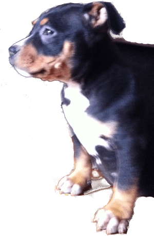 Companion Dog, HD Png Download PNG image with transparent background