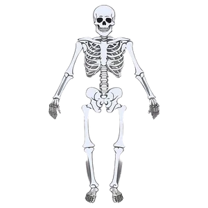 Complete Human Skeleton Diagram Png 06262024 PNG Image