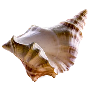 Conch Shell C PNG Image