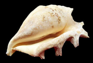 Conch Shellon Black Background PNG image with transparent background