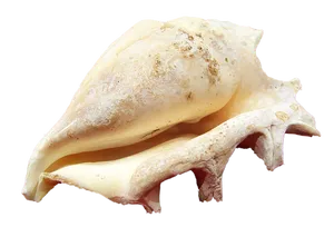 Conch Shellon Black Background PNG Image