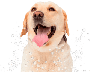 Conga´s Pet Grooming - Labrador Lingua, HD Png Download PNG image with transparent background