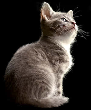 Contemplative Kitten Black Background PNG image with transparent background