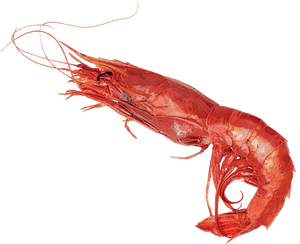 Transparent Krill Png - Botan Shrimp, Png Download PNG with transparent background