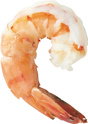 Cooked Shrimp Transparent Background PNG Image