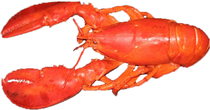 Lobster Png Cooked - Seafood Boil, Transparent Png PNG image with transparent background